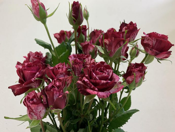 アローフォリーズ