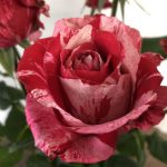 フルフル　バラ（薔薇）