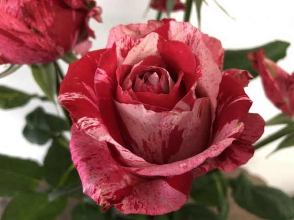 フルフル　バラ（薔薇）