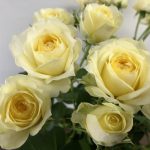 ピスカップ スプレーバラ(薔薇)