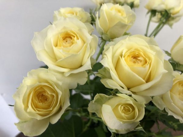 ピスカップ　スプレーバラ（薔薇）