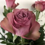 アヴニール　バラ（薔薇）