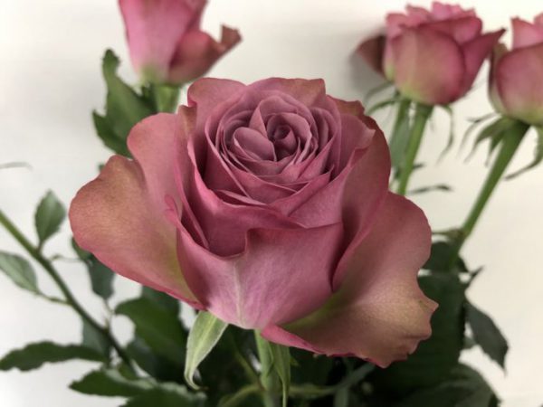 アヴニール　バラ（薔薇）