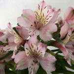 ピンクティアラ　アルストロメリア