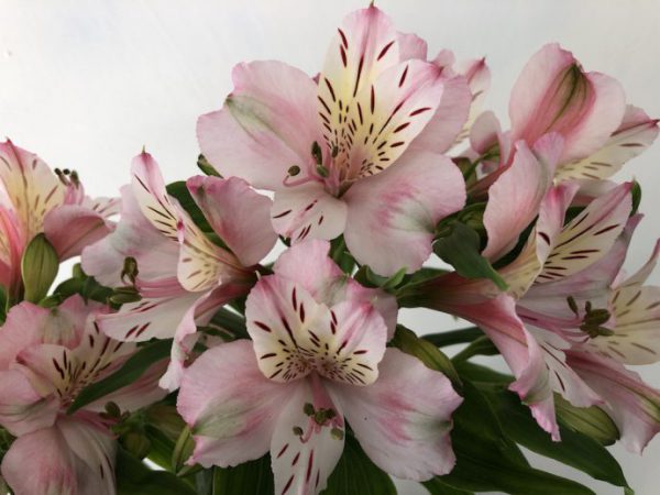 ピンクティアラ　アルストロメリア