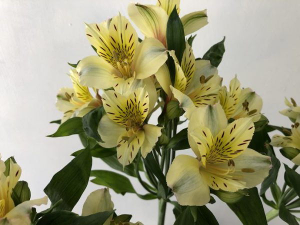 タランティーノ　アルストロメリア