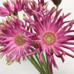 パスティーニヴェネチア　ガーベラ