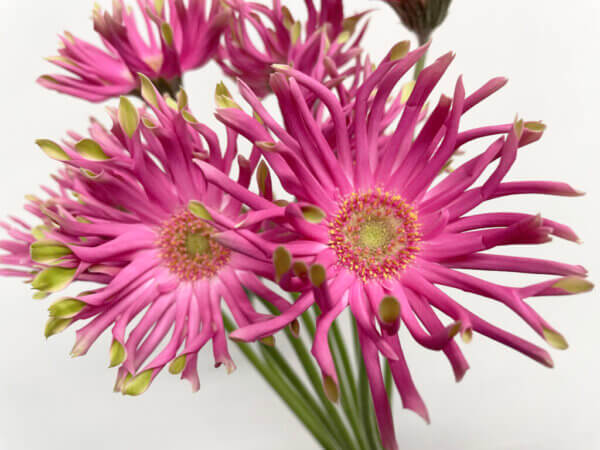 パスティーニヴェネチア　ガーベラ