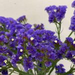 ディープラベンダー　スターチス