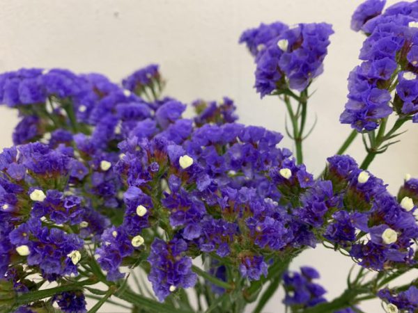 ディープラベンダー　スターチス