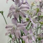 千鳥草（チドリソウ）、ラークスパー