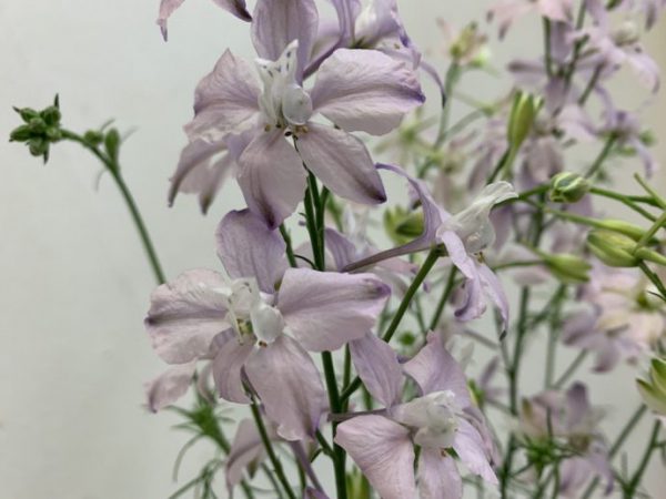 千鳥草（チドリソウ）、ラークスパー