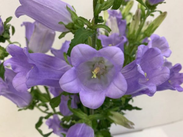 カンパニュラ・メディウム（フウリンソウ、ツリガネソウ）