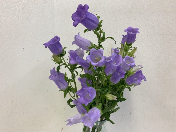 カンパニュラ　紫