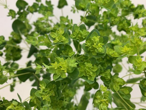 ブプレリウム（ブプレウルム）