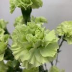 スカディ　スプレーカーネーション