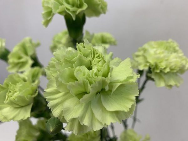 スカディ　スプレーカーネーション