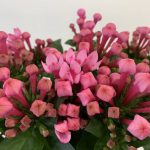 フレスコ ブバルディア