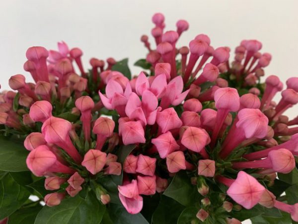 フレスコ　ブバルディア