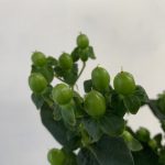 ジャングルロマンス　ヒペリカム