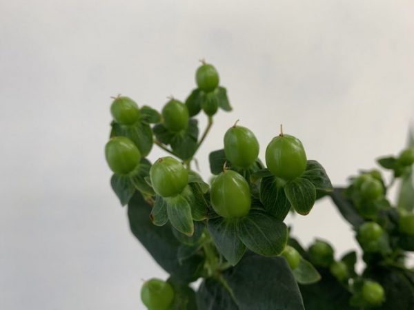 ジャングルロマンス　ヒペリカム