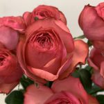 エストレーノ（＝MPカップ）　バラ（薔薇）