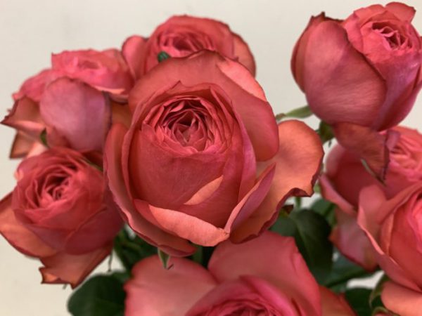 エストレーノ（＝MPカップ）　バラ（薔薇）