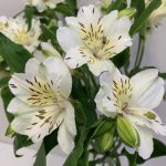 マッサ　アルストロメリア