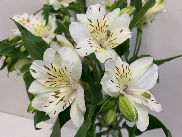 マッサ　アルストロメリア