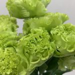 アンバーダブルモヒート トルコキキョウ, トルコギキョウ