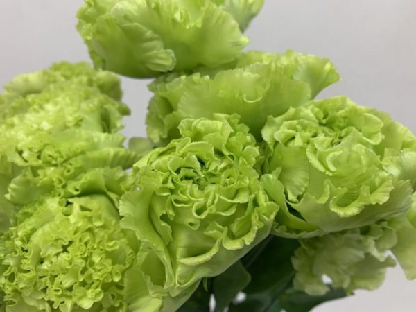 アンバーダブルモヒート トルコキキョウ, トルコギキョウ