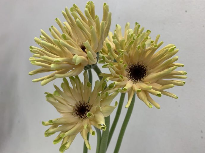 ガーベラ　パスティーニコルバーラ