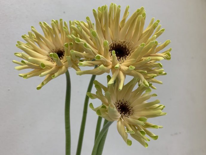 パスティーニコルバーラ