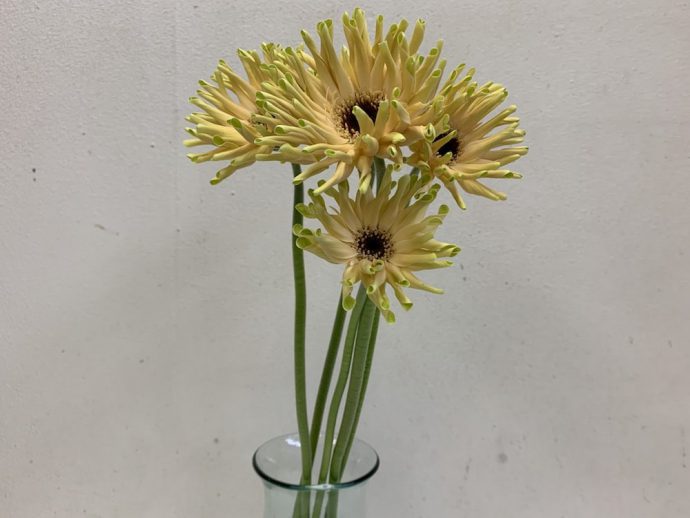 ガーベラ　パスティーニ