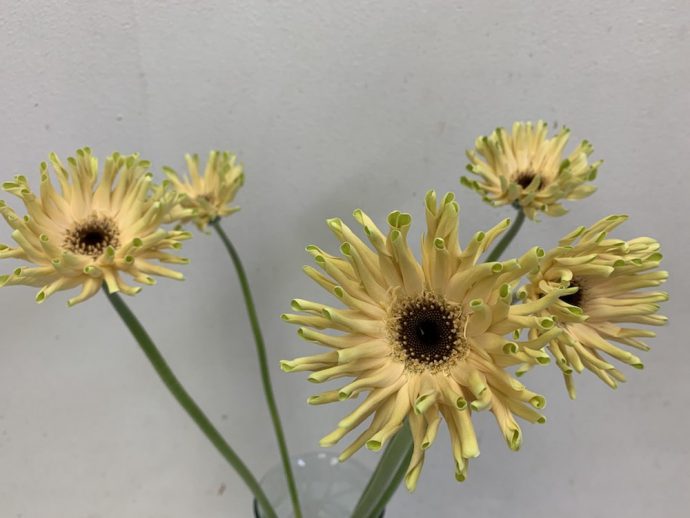 パスティーニコルヴァーラ　ガーベラ