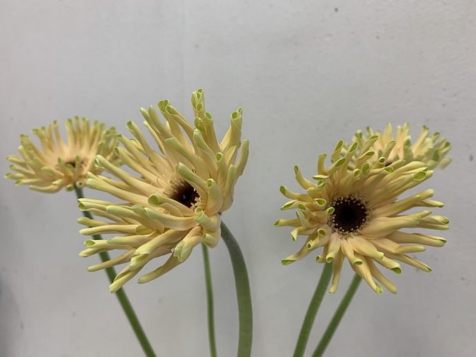 ガーベラ　パスティーニコルヴァーラ