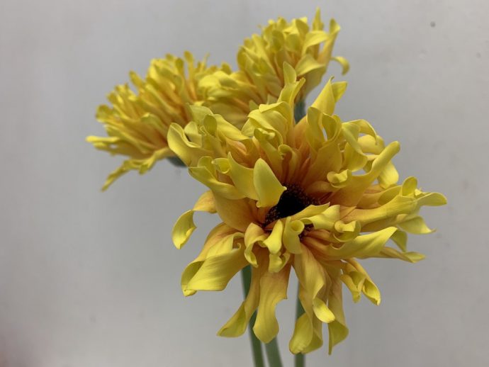 ガーベラ　パスティーニシエナ