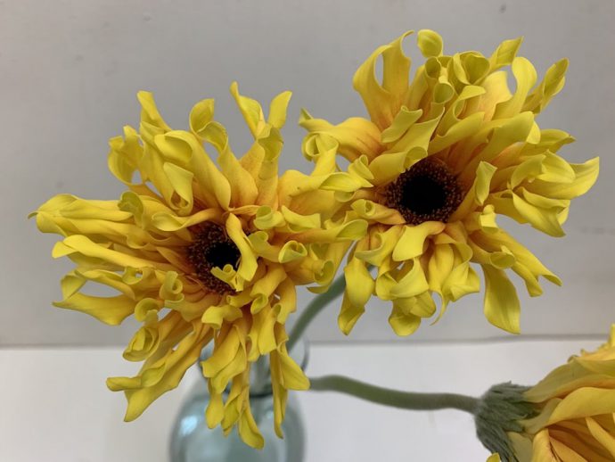 パスティーニシエナ　ガーベラ