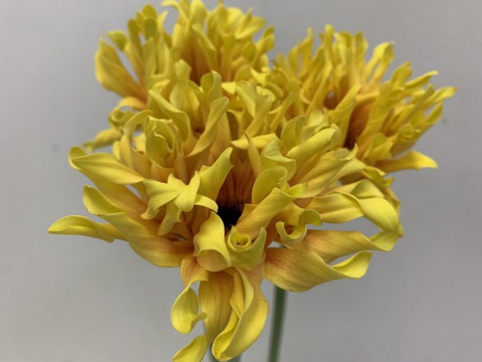 パスティーニシエナ