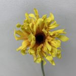 パスティーニシエナ　ガーベラ