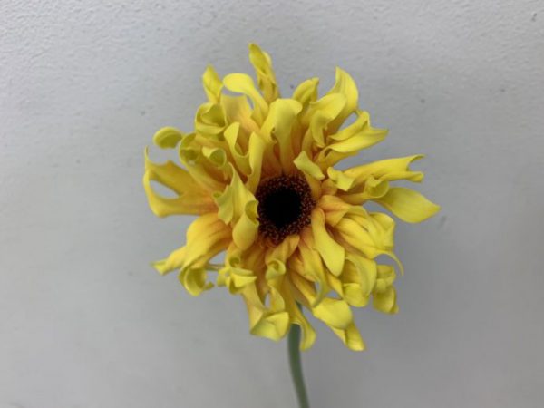 パスティーニシエナ　ガーベラ