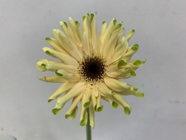 パスティーニコルバーラ　ガーベラ