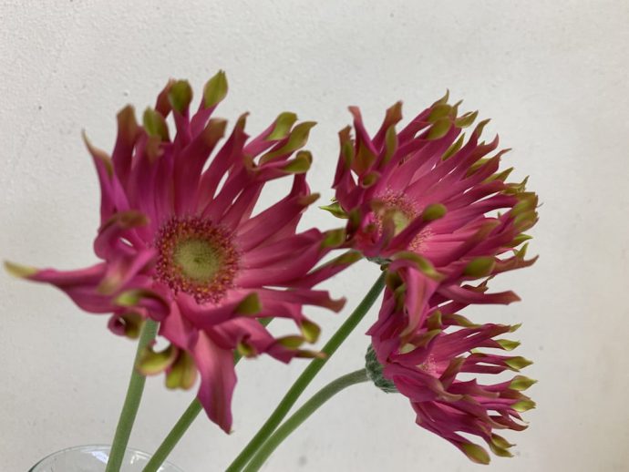 ガーベラ　パスティーニヴェネチア