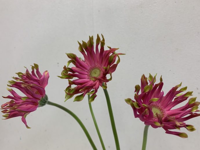 ガーベラ　ピンク