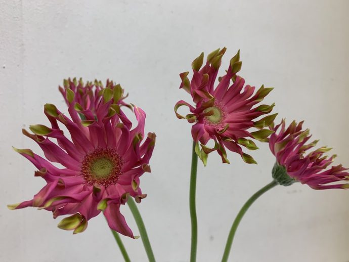 ガーベラ　パスティーニ　ピンク