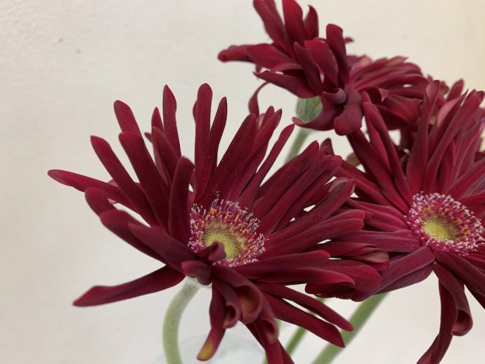 ガーベラ　パスティーニモデナ