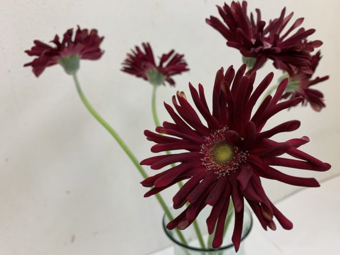 ガーベラ　パスティーニ　レッド