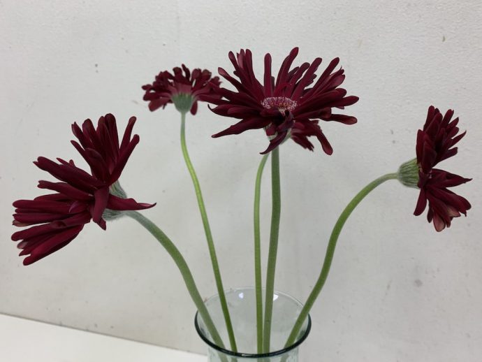 ガーベラ　レッド