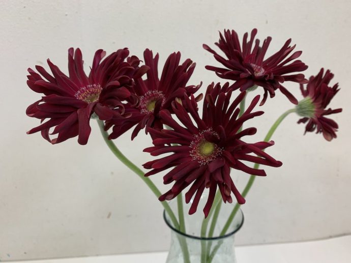 パスティーニモデナ