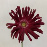 パスティーニモデナ　ガーベラ